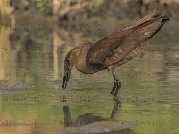 Hamerkop (Scopus umbretta), Gambia