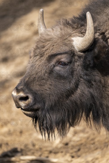 European bison (Bison bonasus) on a meadow, Bavaria, Germany