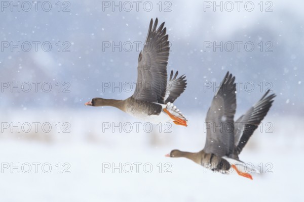Greater White-fronted Goose (Anser albifrons) juvenile flying, North Rhine-Westphalia, Germany