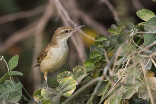 Clamorous Reed Warbler (Acrocephalus stentoreus brunnescens), Oman