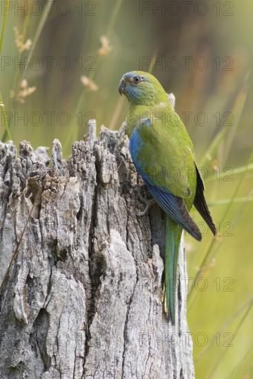 Turquoise Parrot (Neophema pulchella) female perched on a stump, Victoria, Australia