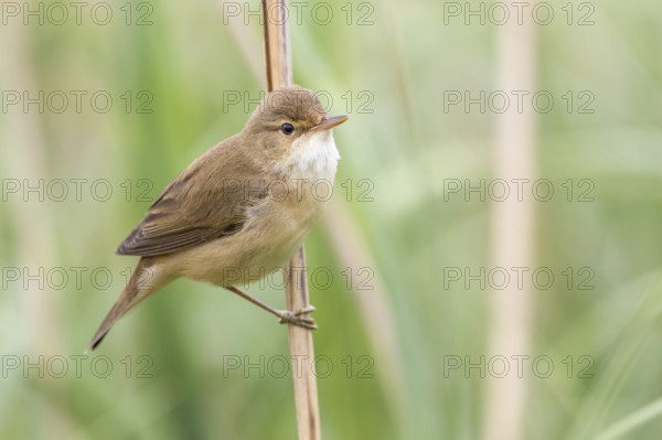 Eurasian Reed Warbler (Acrocephalus scirpaceus) in reeds, Poland