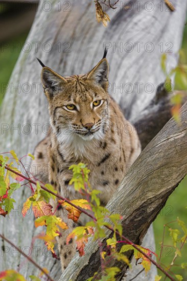 One Eurasian lynx (Lynx lynx) sits on a sloping dead tree, hidden behind autumn leaves