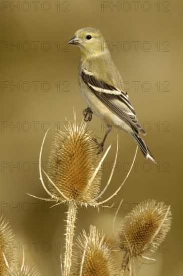 American Goldfinch (Spinus tristis) female perched on a thistle, Texas, USA