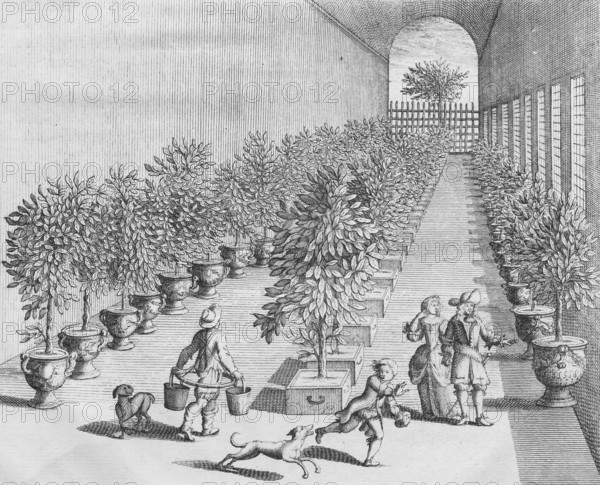 Growing, cultivating and overwintering citrus fruits, detail, copperplate engraving from Nederlantze Hesperides by Jan Commelin, Dutch botanist, Amsterdam 1676