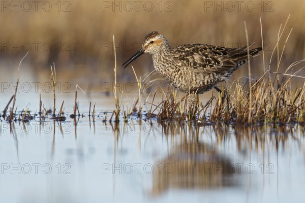 Stilt Sandpiper (Calidris himantopus) feeding in a shallow pond near Churchill, Manitoba, Canada