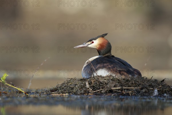 Great Crested Grebe (Podiceps cristatus) on nest, North Rhine-Westphalia, Germany