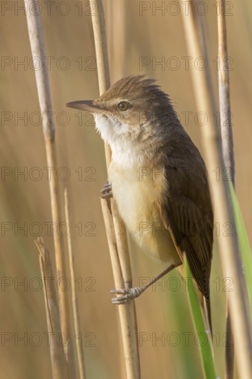 Reed warbler, (Acrocephalus arundinaceus), reedbed perch, biotope, habitat, animals, birds, songbird, reed warbler genus, Eich-Gimbsheimer Altrhein, Worms district, Rhineland-Palatinate, Germany