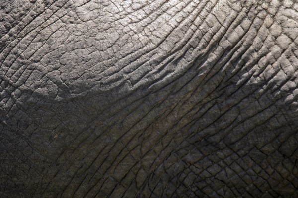This image features a close-up view of the textured skin of an elephant, highlighting the intricate details and patterns under natural light, a symbol of the diverse wildlife in the savannas of Kenya