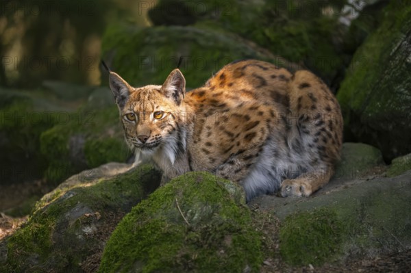 Eurasian lynx (Lynx lynx) lying on a rock in a forest, Bavaria, Germany