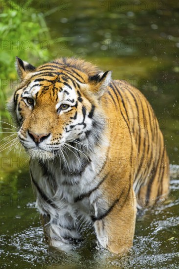 Siberian tiger (Panthera tigris tigris) walking in a lake, captive, Germany