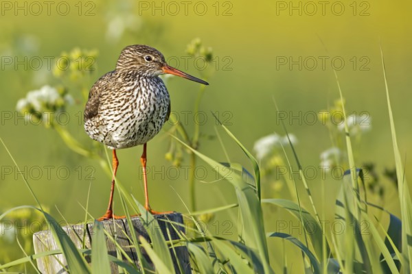Common Redshank (Tringa totanus), Texel, Netherlands