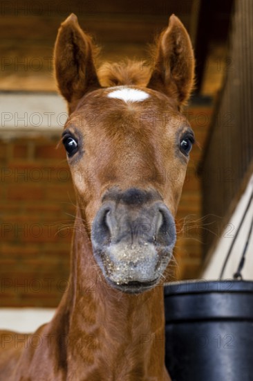 A close up image of a young foal with bright eyes in a stable, capturing its curious and gentle expression. The warm lighting highlights the foal soft coat