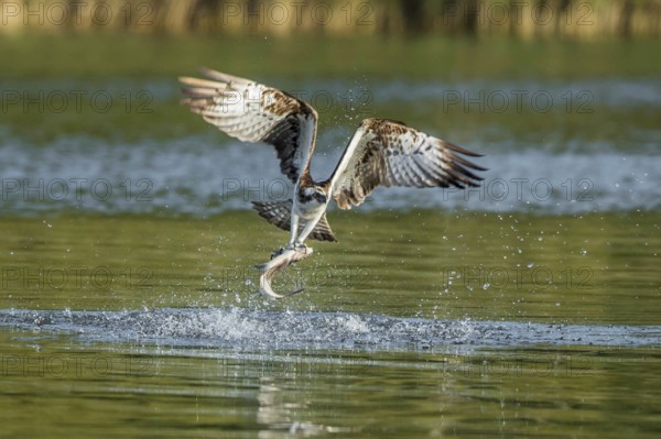 Western Osprey (Pandion haliaetus) flying with fish prey in its claws, Mecklenburg-Western Pomerania, Germany