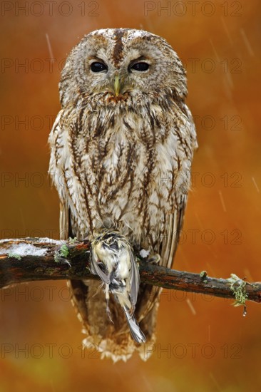 Autumn orange forest. Tawny owl in the forest with tit bird in the talon. Brown owl sitting on tree stump in the dark forest habitat with catch. Beautiful animal with food. Bird in the Norway forest