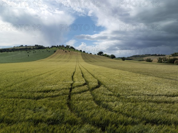 Scenic countryside landscape featuring a golden wheat field with visible tractor tracks, under a partly cloudy sky in central Italy. Tranquil rural setting perfect for nature lovers