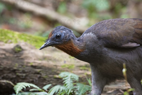 Superb Lyrebird (Menura novaehollandiae) juvenile, New South Wales, Australia