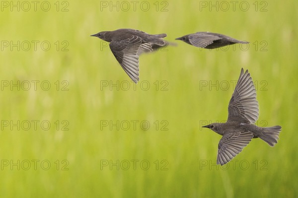 Common Starling (Sturnus vulgaris) juvenile flying, Brandenburg, Germany