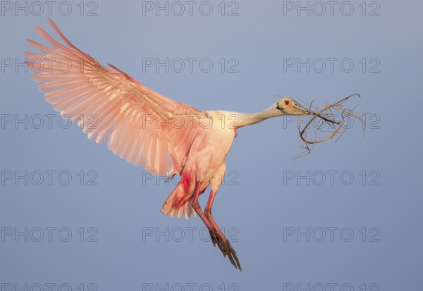 Roseate Spoonbill (Platalea ajaja) flying with nesting material in beak, Florida, USA