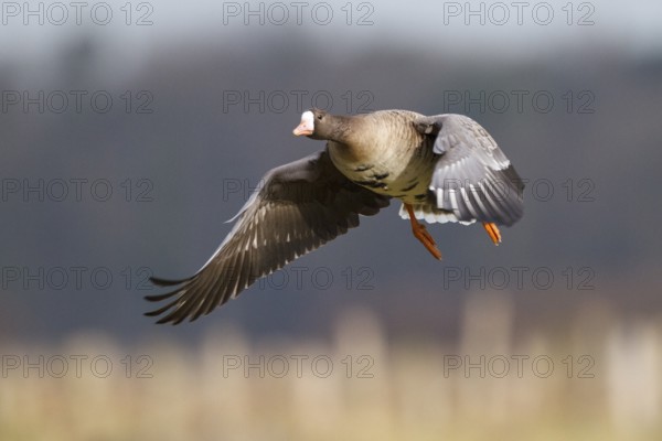 Greater White-fronted Goose (Anser albifrons) flying, North Rhine-Westphalia, Germany