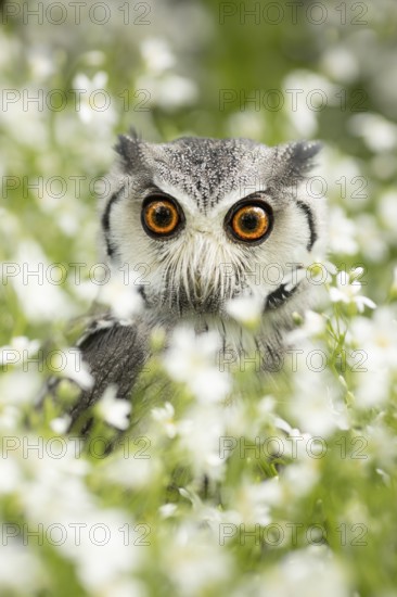 Southern White-faced Owl (Ptilopsis granti) captive, Germany