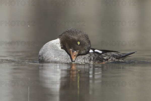 Barrow's Goldeneye (Bucephala islandica) female, British Columbia, Canada