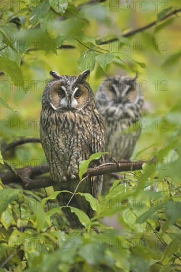 Two long-eared owls (Asio otus) (Strix otus) perched in tree in forest