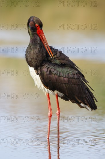 Black Stork (Ciconia nigra), Greece