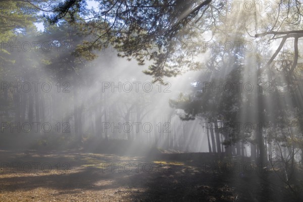 Gentle rays of sunshine break through the morning fog in the Palatinate Forest and immerse the quiet forest in an almost fairytale, quiet atmosphere