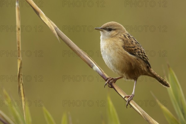 Apolinar's Wren (Cistothorus apolinari) perched on a branch in the Andes mountains in Colombia