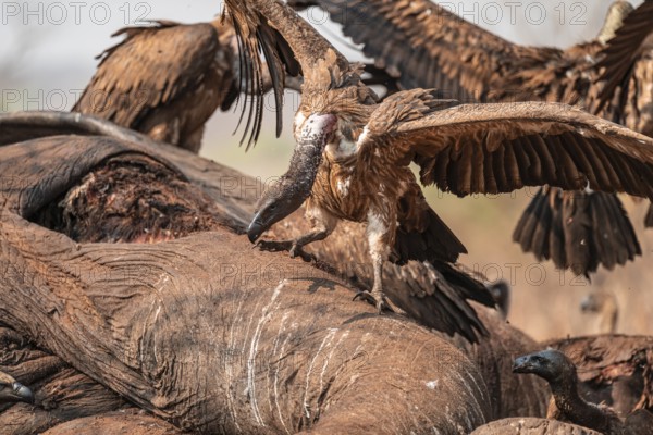 Many white-backed vultures (Gyps africanus), vultures feeding on the carcass of an elephant, macabre scavengers, Ihaha, Chobe National Park, Botswana