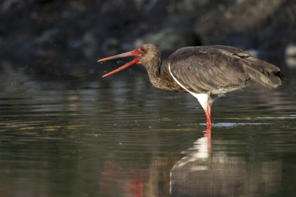 Black Stork (Ciconia nigra) foraging, Castile-La Mancha, Spain