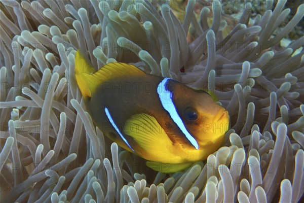 Red sea anemonefish (Amphiprion bicinctus)