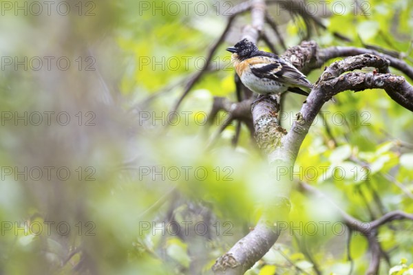 Mountain finch (Fringilla montifringilla) Male sitting on the branch of a bog birch, Inari, Lapland, Finland