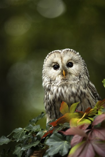 Ural Owl (Strix uralensis), captive, Germany