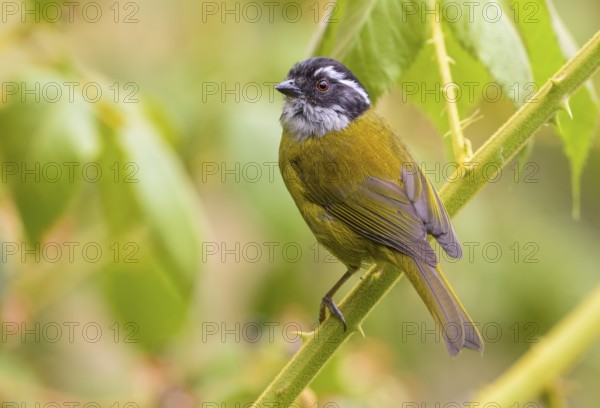 Sooty-capped Chlorospingus (Chlorospingus pileatus) high in the mountains at San Gerrardo de Dota, Costa Rica