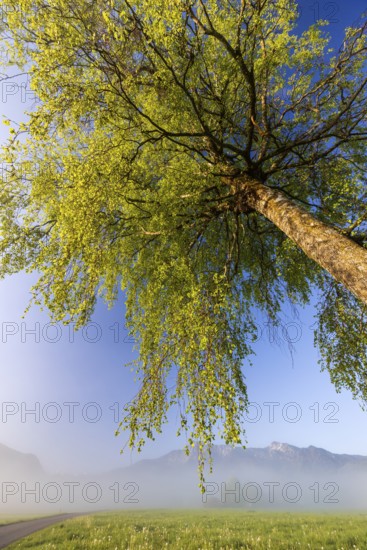 Tree, birch, light green leaves, morning light, fog, mountains, path, sunny, spring, Loisach-Lake Kochel-Moor, Alpine foothills, Bavaria, Germany