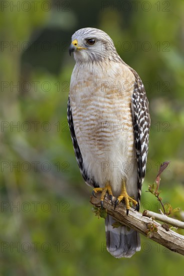 Red-shouldered Hawk (Buteo lineatus), Florida, USA