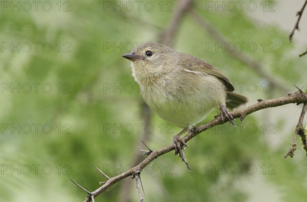 Grey Warbler-Finch (Certhidea fusca), Galapagos, Ecuador