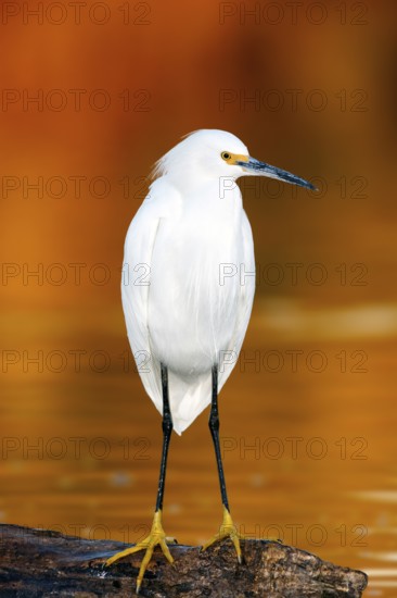 Snowy Egret Egretta thula Gilbert, Maricopa County, Arizona, United States 18 January Adult Ardeidae