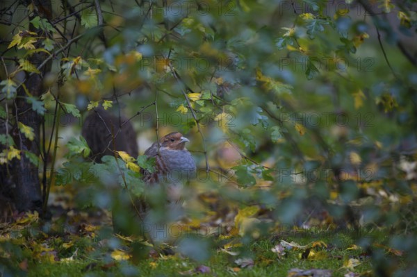 Grey Partridge (Perdix perdix), Bavaria, Germany