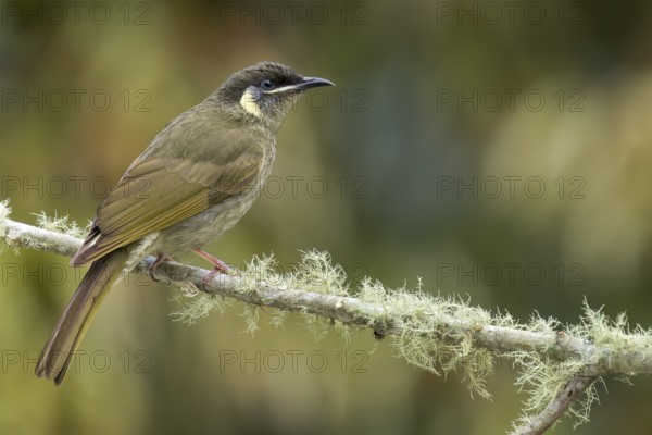 Lewin's Honeyeater (Meliphaga lewinii) perched on a branch in eastern Australia