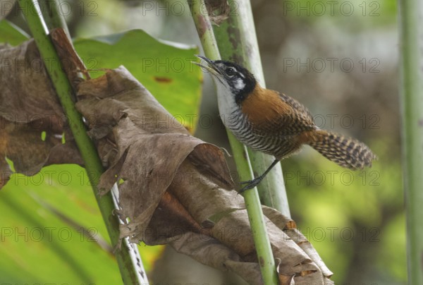 Bay Wren (Cantorchilus nigricapillus), Los Rios, Ecuador