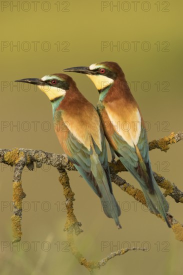 European Bee-eater (Merops apiaster) pair perched on a lichen branch, Serbia