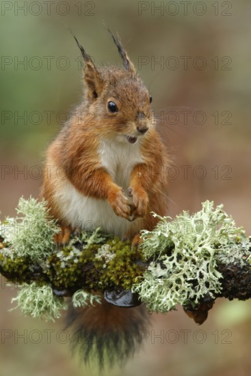 Eurasian Red Squirrel (Sciurus vulgaris), on forest, Asturias, Spain