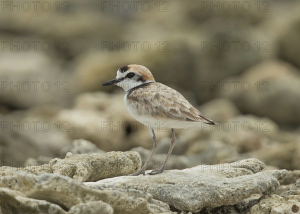 Malaysian Plover (Charadrius peronii), Thailand