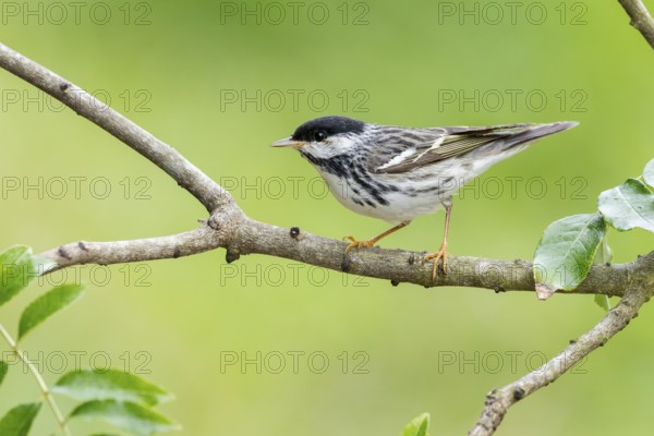 Blackpoll Warbler (Setophaga striata) male perched on a branch, Texas, USA