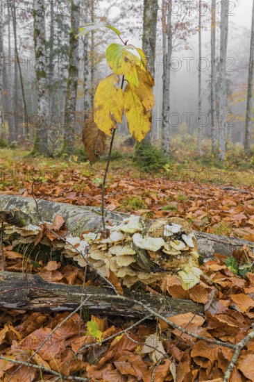 Beech forest, European beech or common beech (Fagus sylvatica) in autumn, Alm valley, Austria