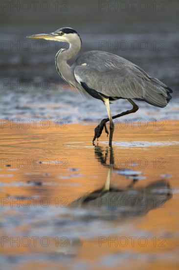 Grey Heron (Ardea cinerea), Madrid, Spain