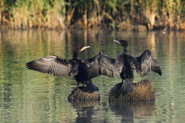 Cormorants (Phalacrocorax carbo) sitting on tree stumps in the water and drying their feathers, North Rhine-Westphalia, Germany